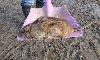 巨型老鼠爆料视频大全,揭秘神秘生物的惊悚真相  第2张
