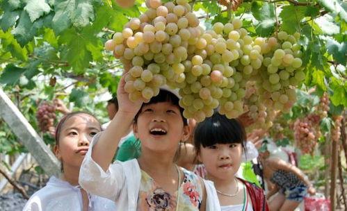 娱乐圈吃葡萄瓜,吃葡萄不吐葡萄皮，瓜中瓜事一网打尽